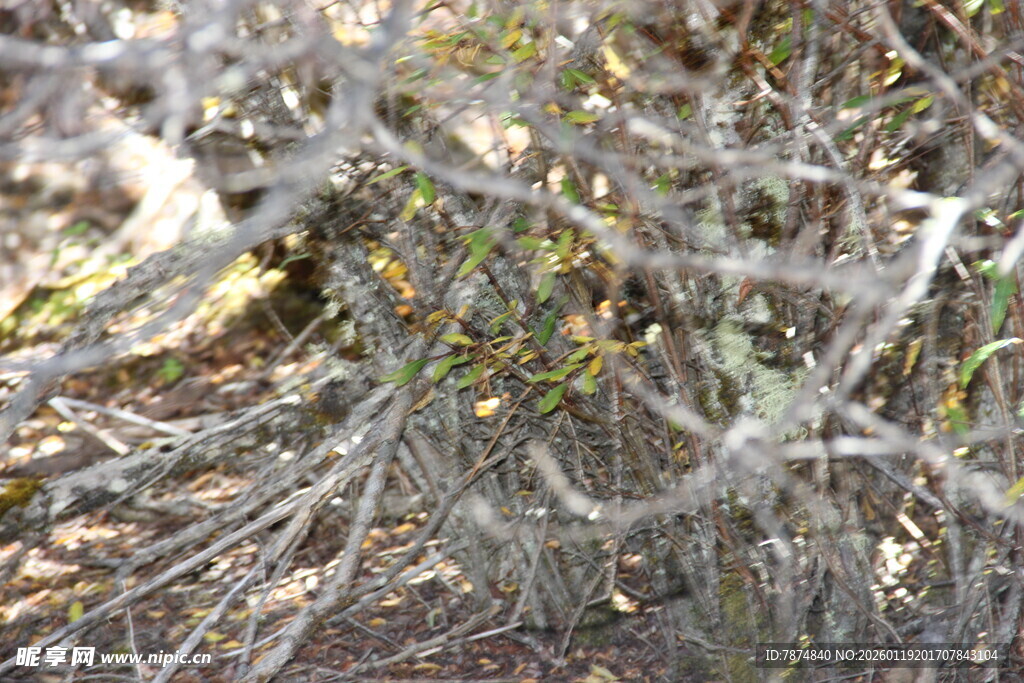 干枯杂乱的植物景象