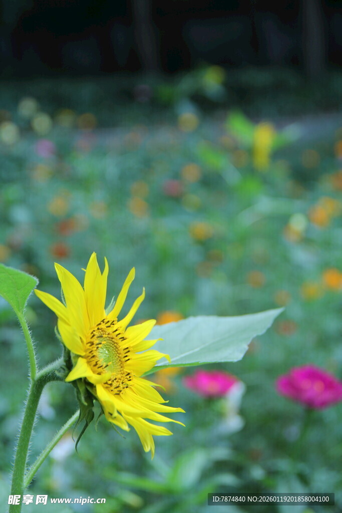 阳光下的灿烂向日葵