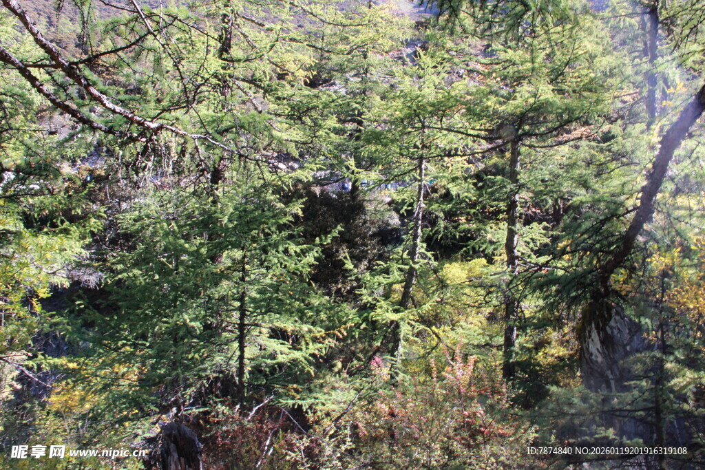茂密森林中的繁茂植被