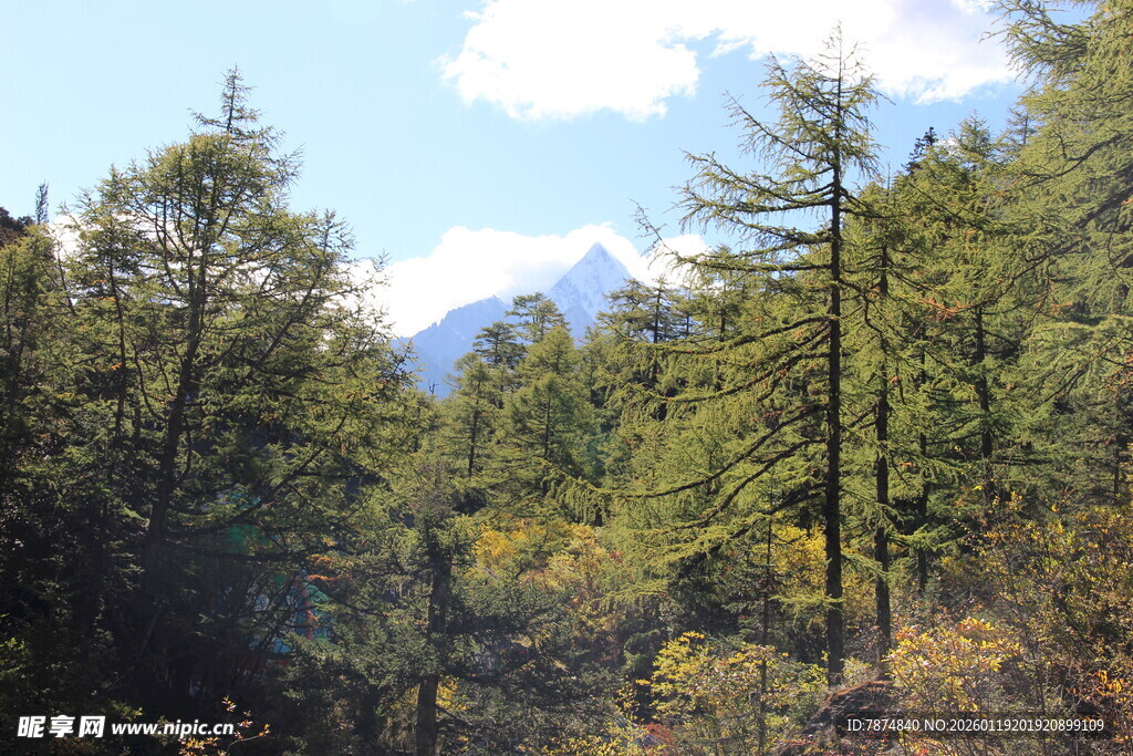 山林间远眺巍峨雪山
