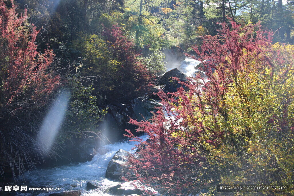 秋日山林中的潺潺溪流