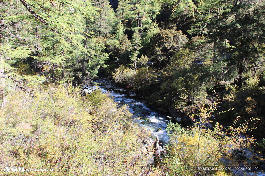 山间溪流穿林而过