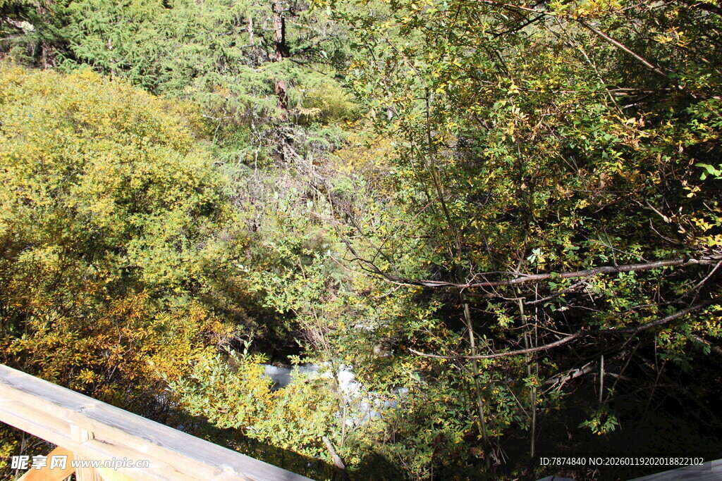 俯瞰繁茂树林景观