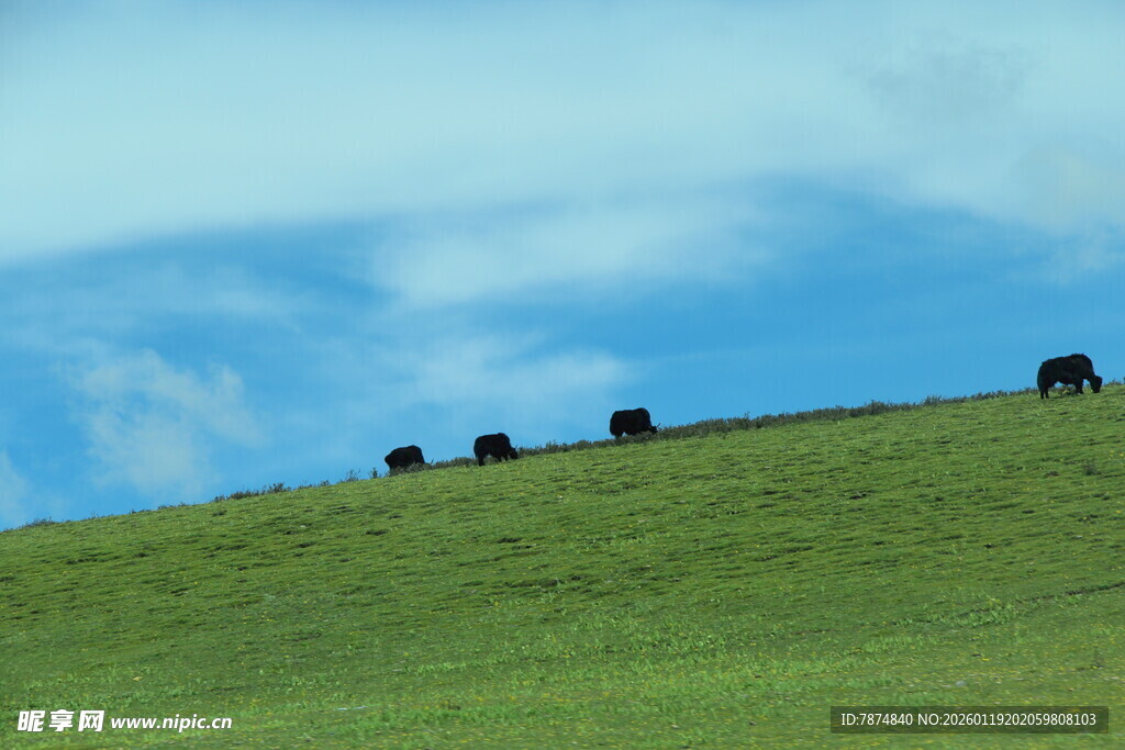 草原上的牛群