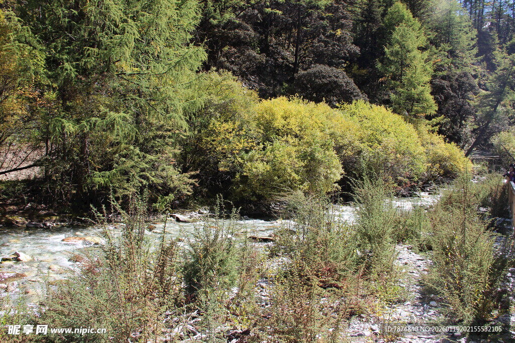 山间溪流旁的葱郁植被