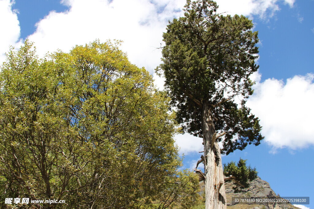 挺拔桉树与周边绿树蓝天