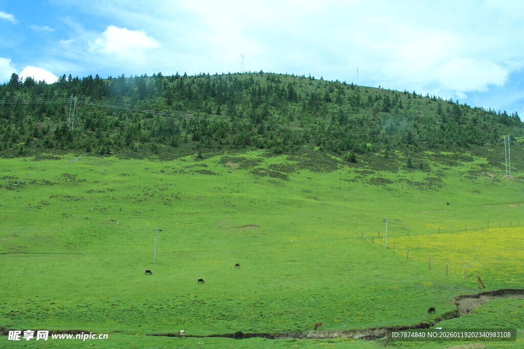 绿色草原风光