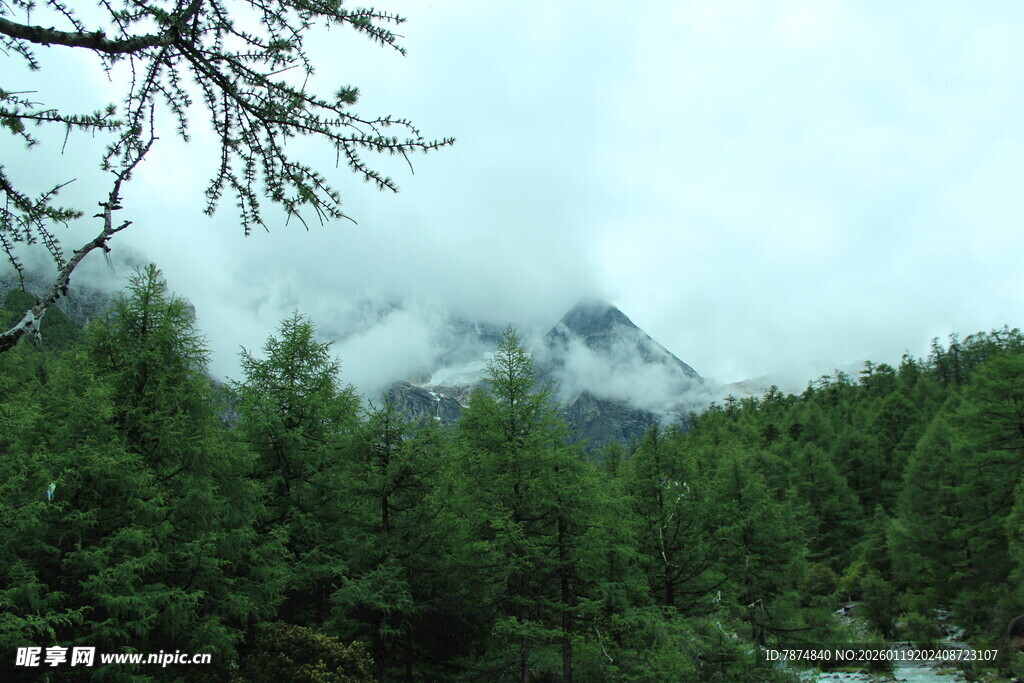云雾缭绕的山林景致