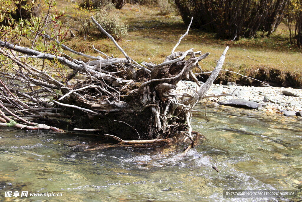 溪边枯木堆 流水潺潺