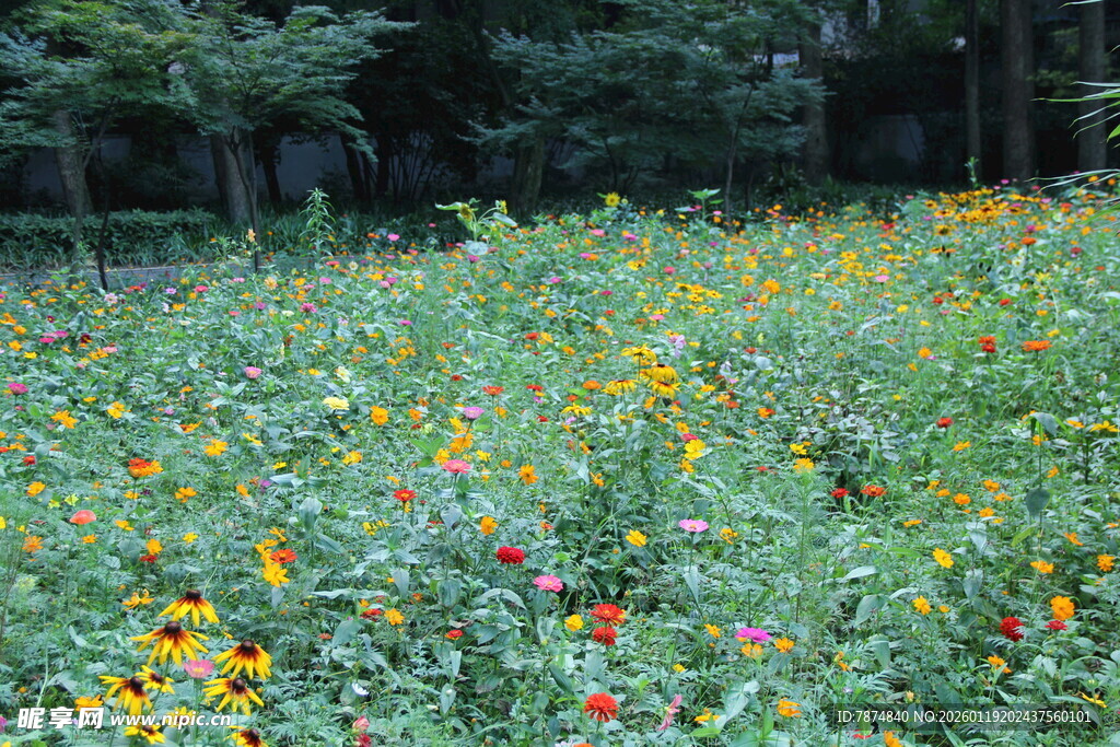 多彩野花绽放的美丽草地