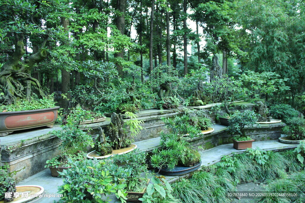 中式庭院绿植景观