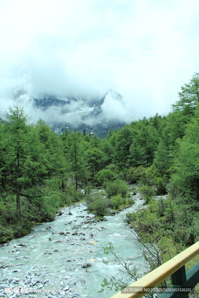 山间溪流旁的葱郁森林