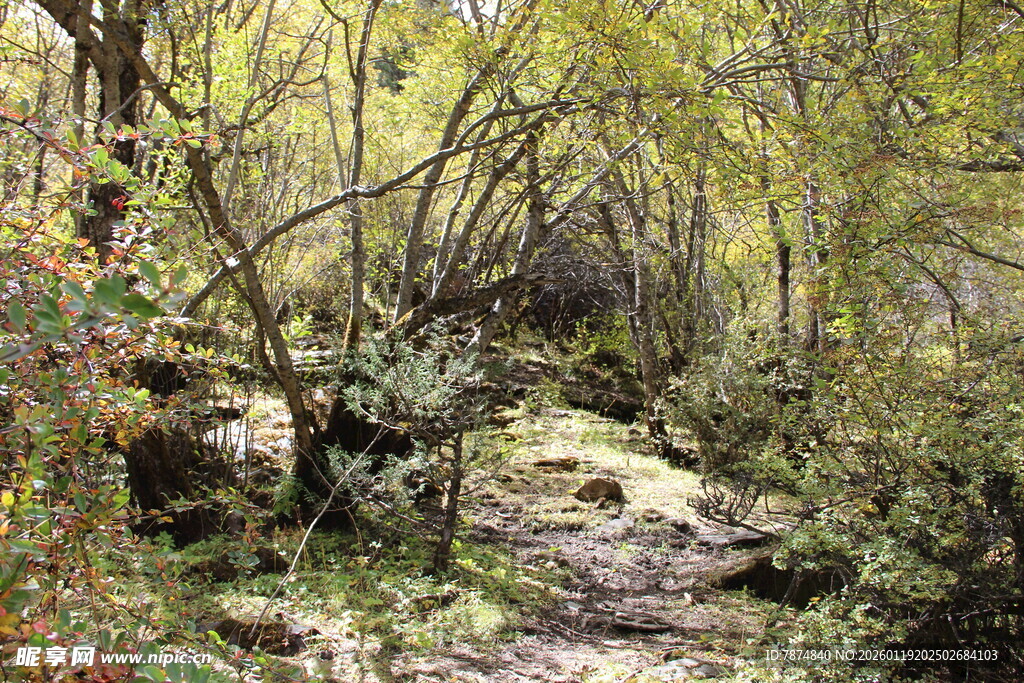 山林间的幽静小径