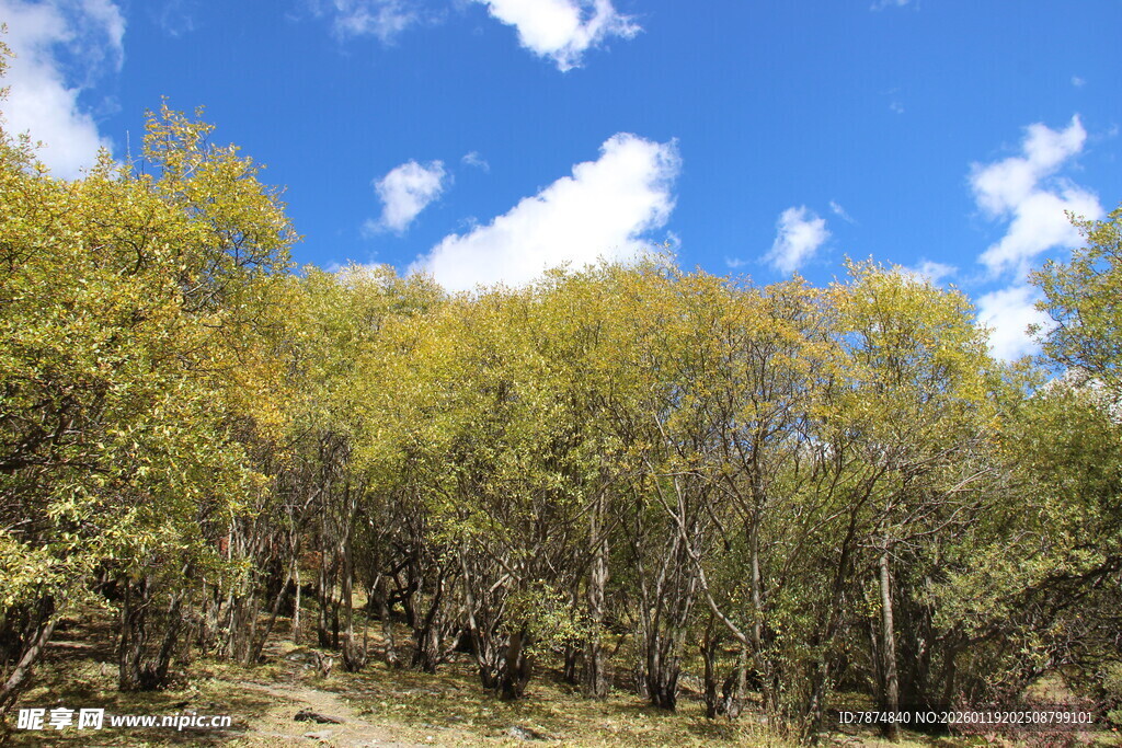 蓝天绿树自然风光图