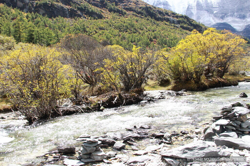 山间溪流旁的多彩树林