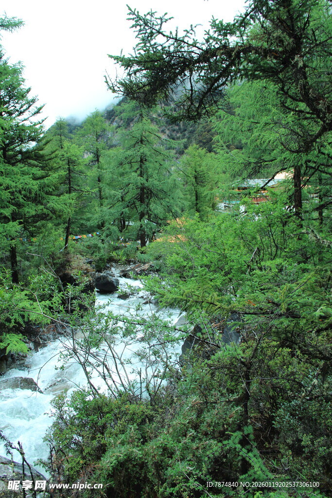 山间溪流旁的葱郁树林