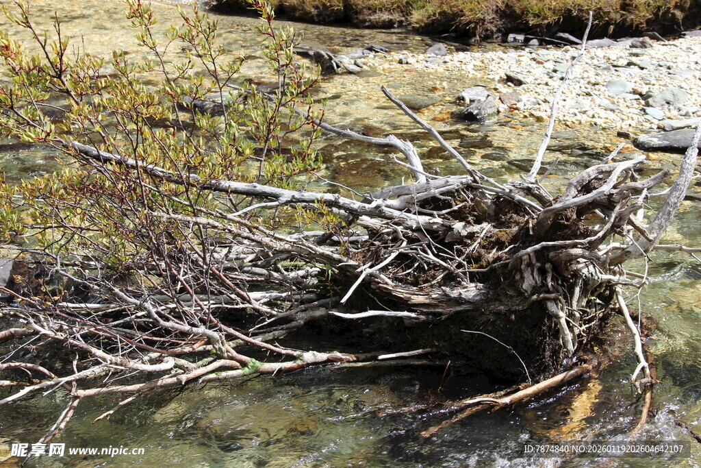 溪边枯木景象
