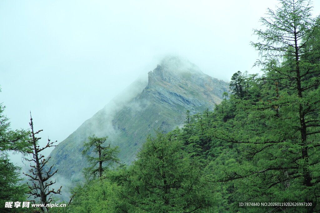 云雾缭绕的山林美景