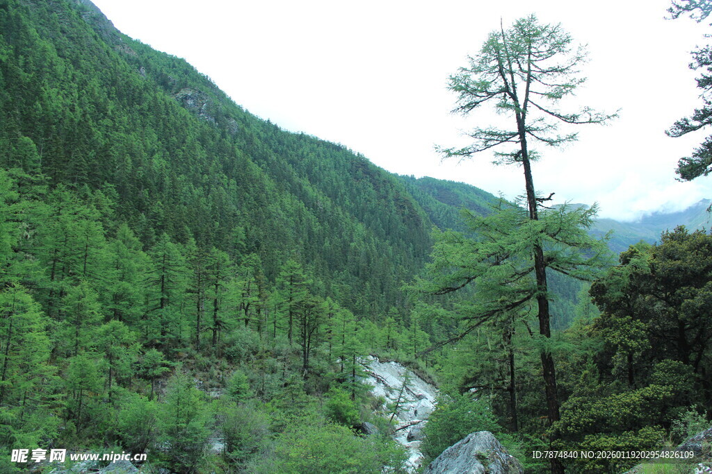 山间翠绿溪流景观
