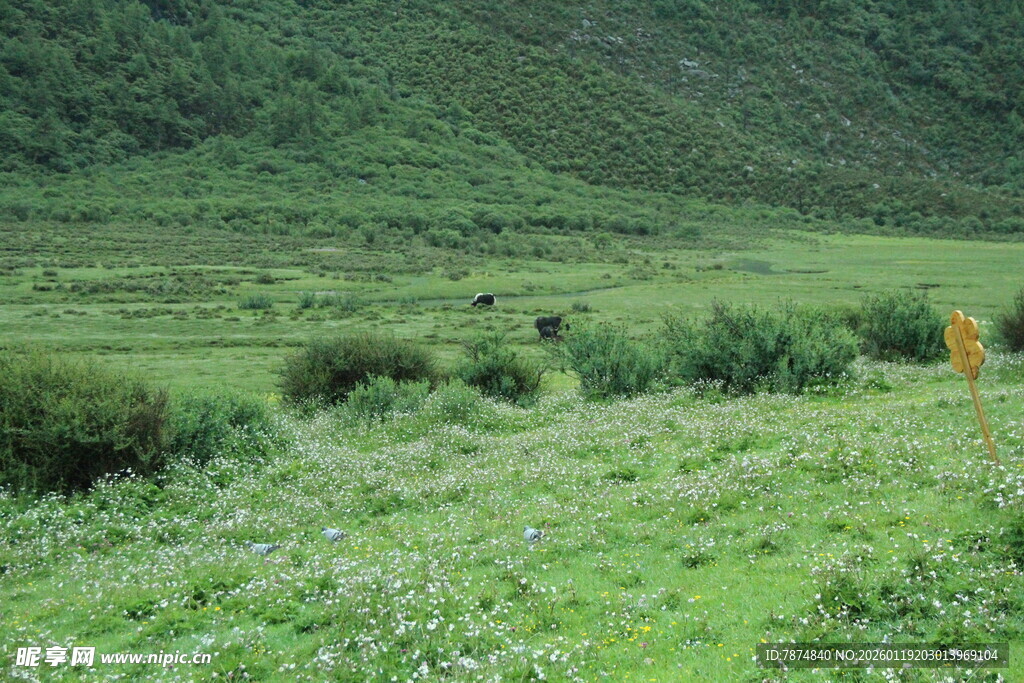 绿意盎然的山间草地