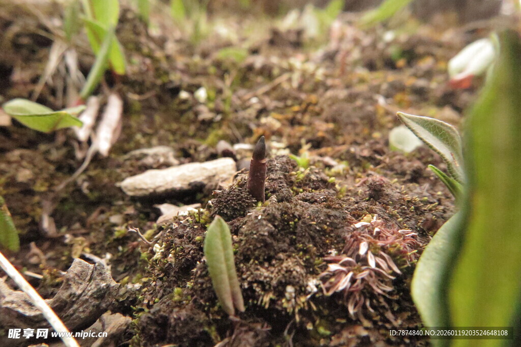 破土而出的冬虫夏草嫩绿幼苗