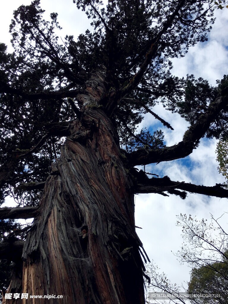 古老苍劲的参天大树