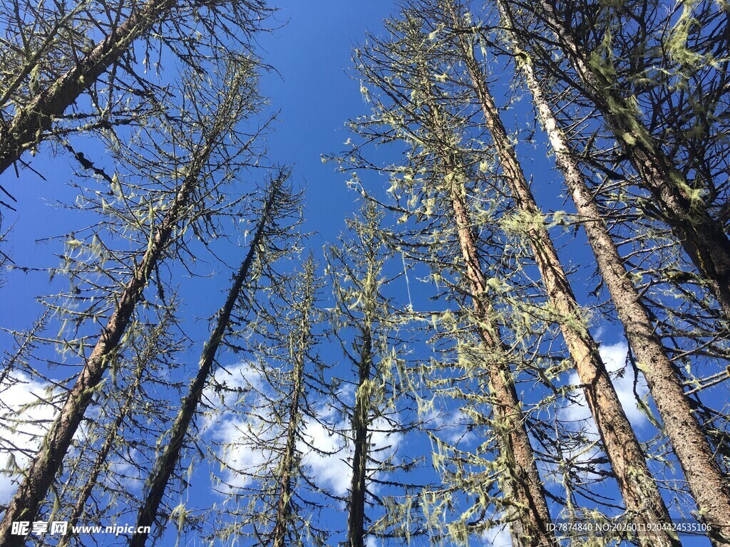 仰望蓝天中的挺拔松林