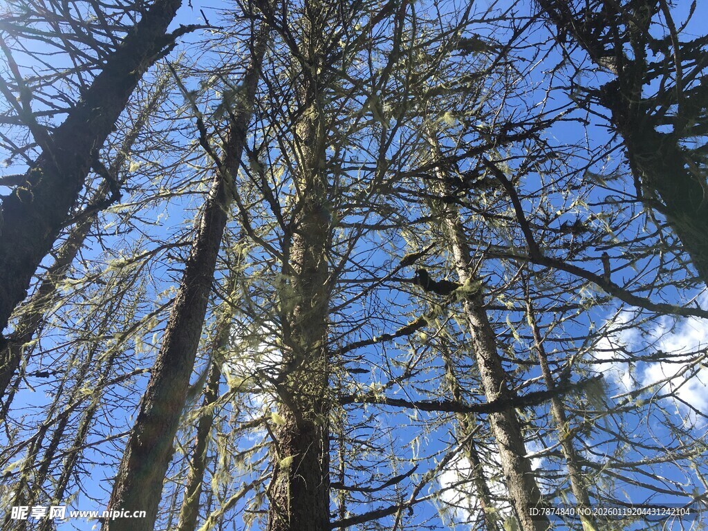 仰望参天大树与蓝天