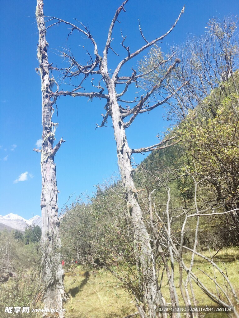 山野枯树立于蓝天之下
