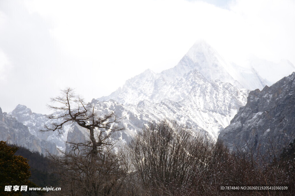 雪山孤树壮丽自然景观
