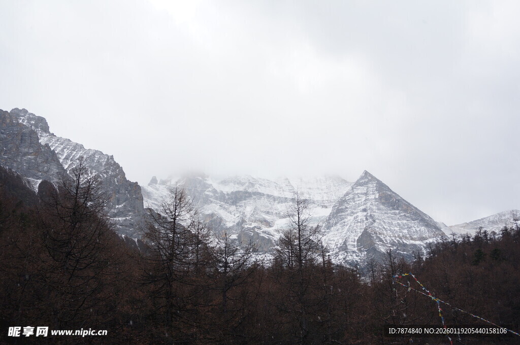 雪山森林景观