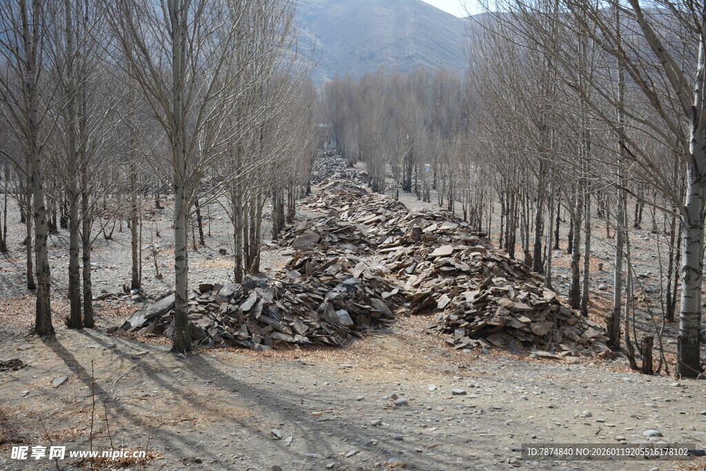 冬日枯树林中的石堆景观