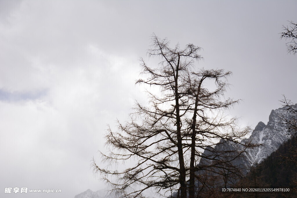 枯树挺立山间云雾缭绕