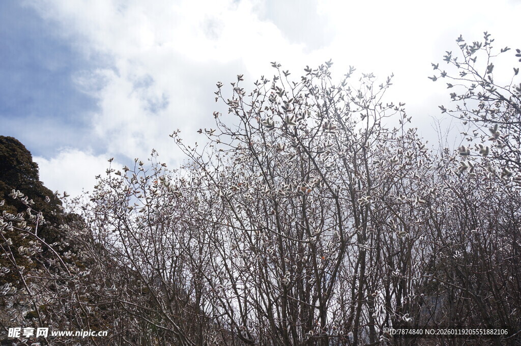 春日繁花树木景致