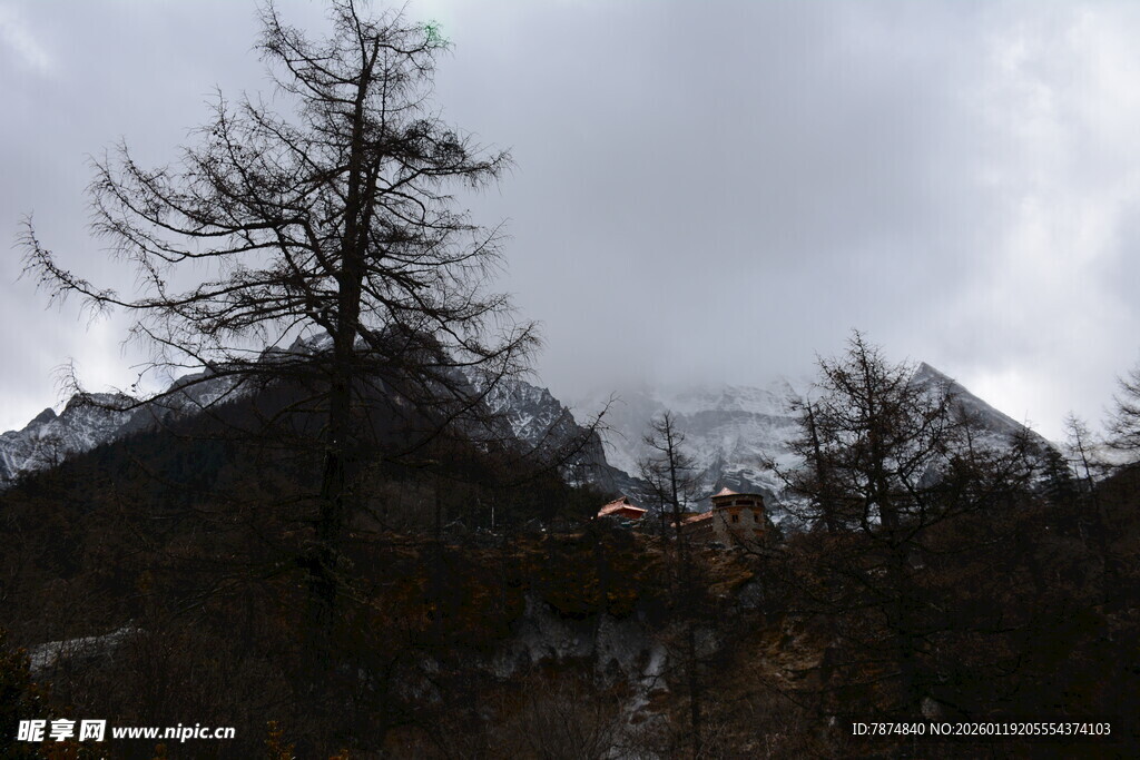 山间枯树与云雾景观