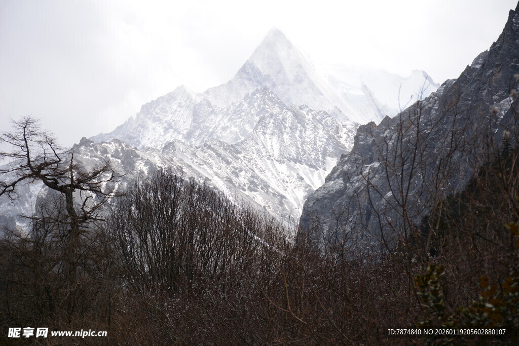 雪山下的枯树景观