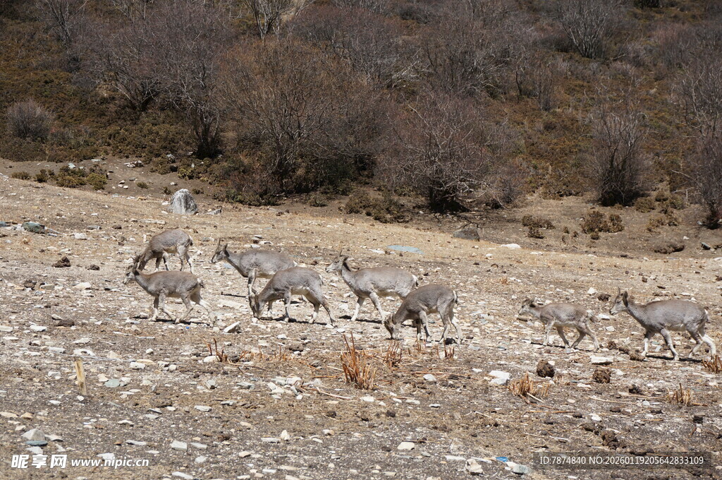 草原上的羚羊群