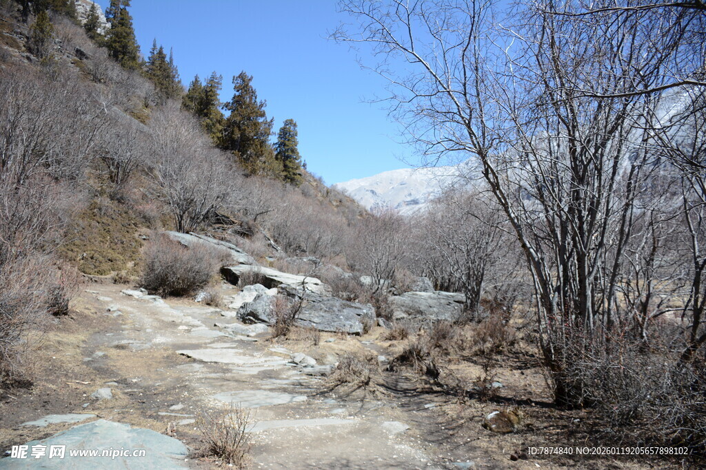 山间溪流枯木景致