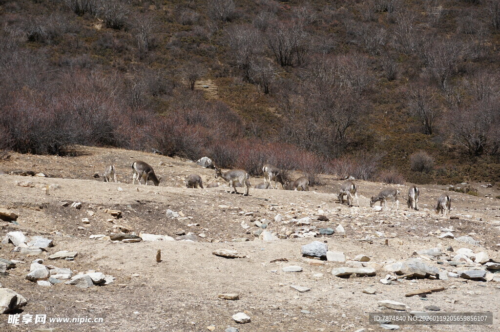 荒凉野外的散落石块
