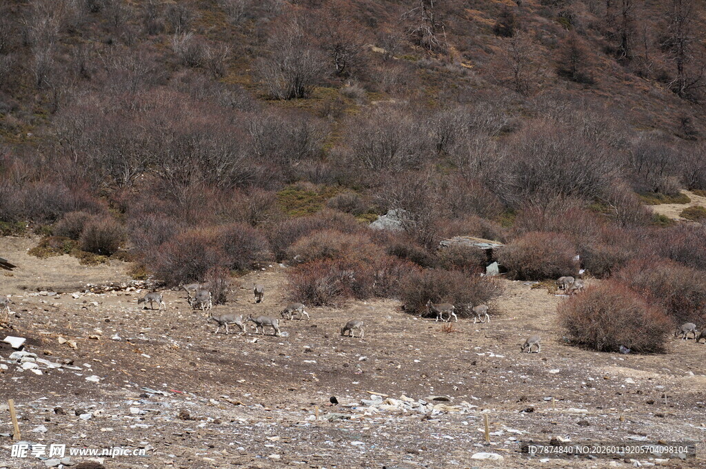 荒野中的稀疏植被