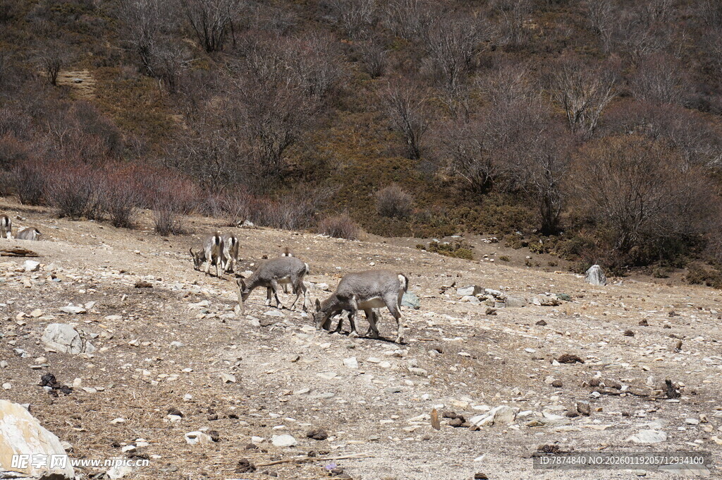 山坡上的野生羊群