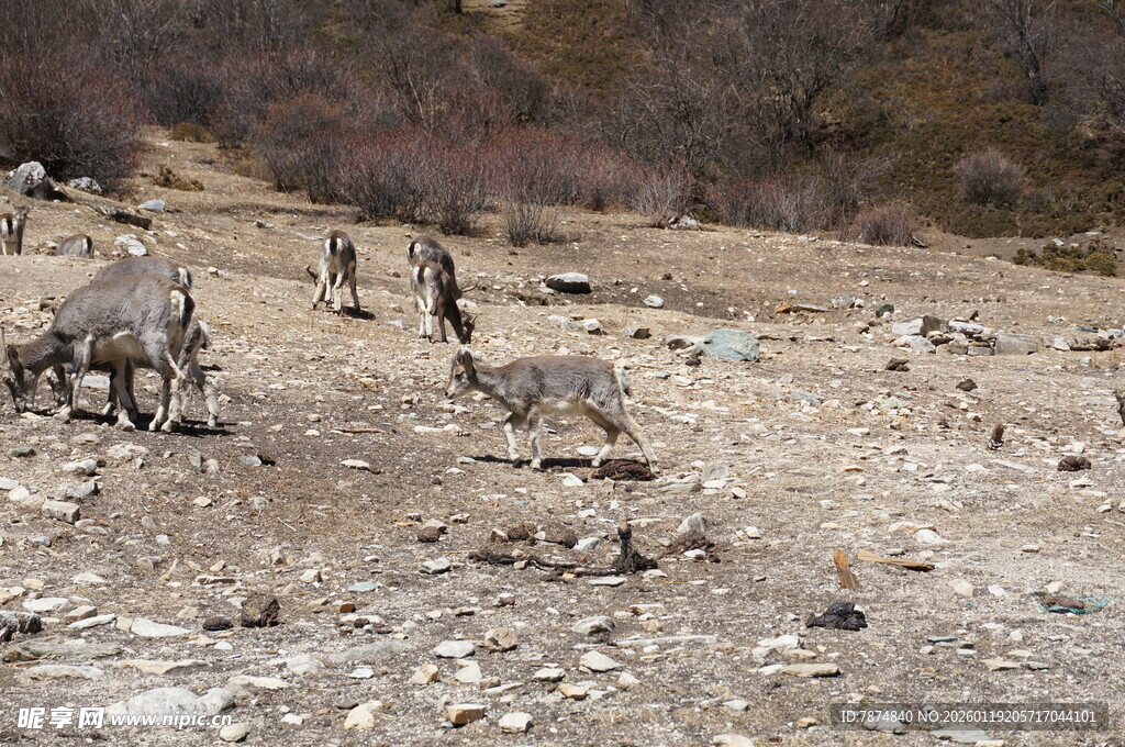 荒野中的动物群