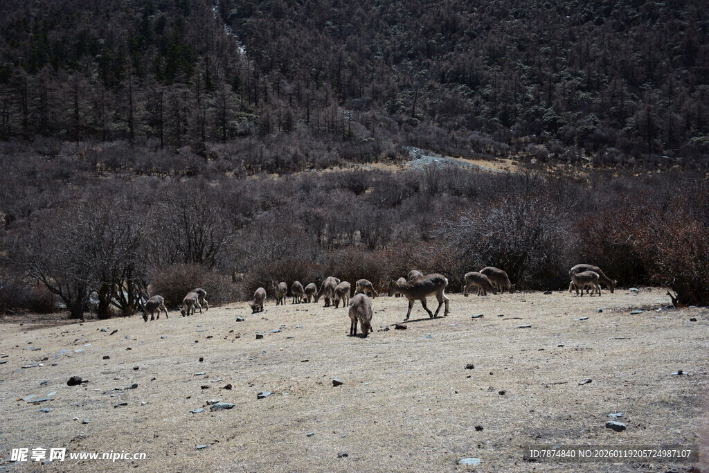 雪地中的动物群