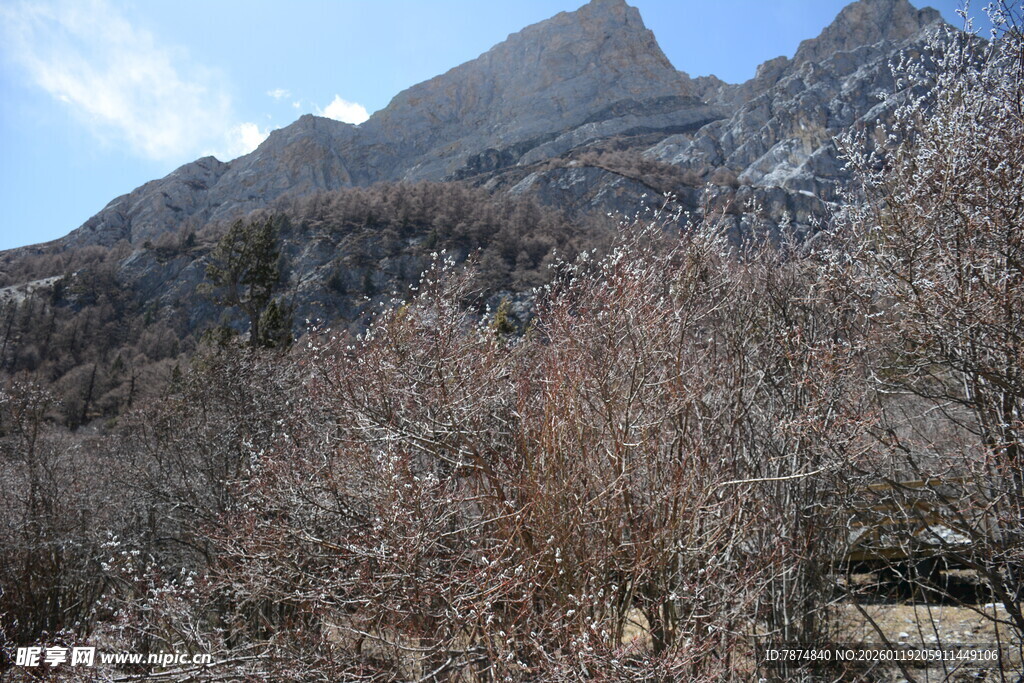 山景与枯树的自然风貌