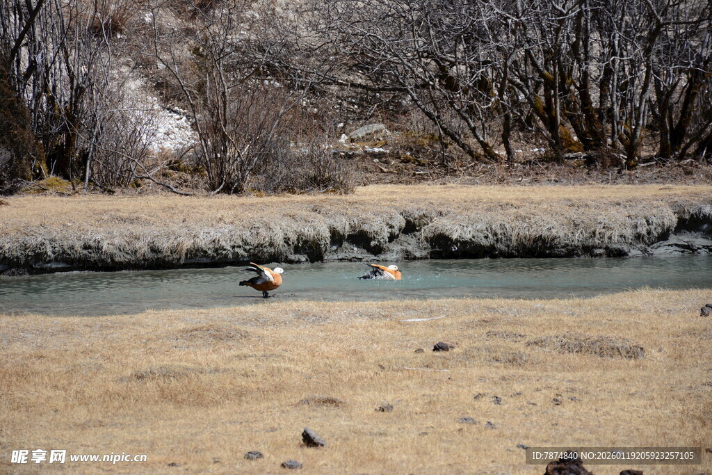 河边栖息的几只野生飞鸟