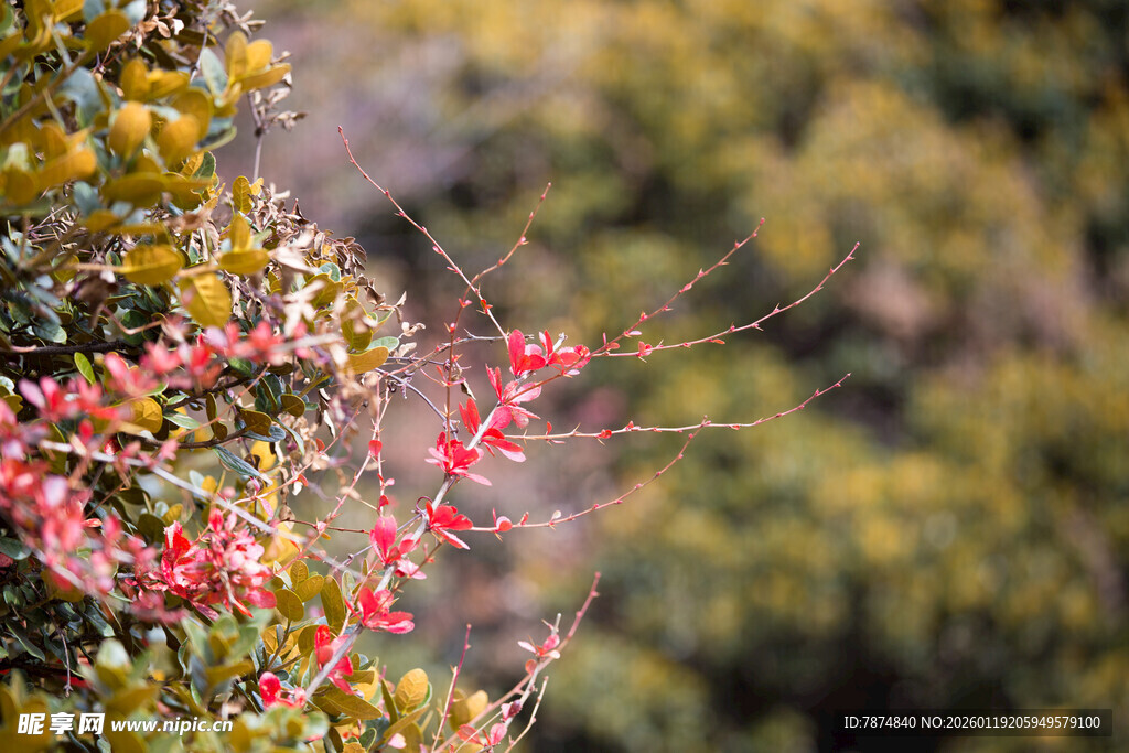 枝头绽放的艳丽红果