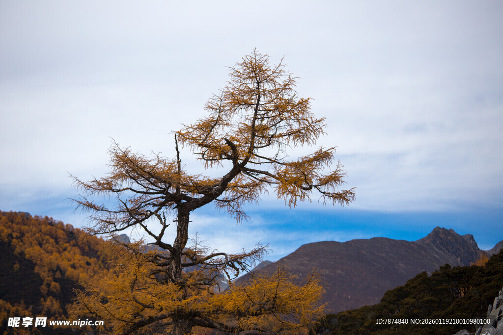 孤树傲立山川间