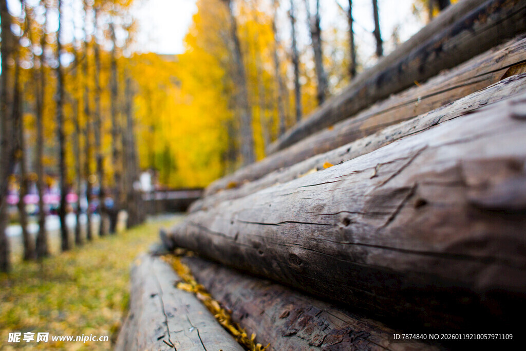 秋日林间原木景观