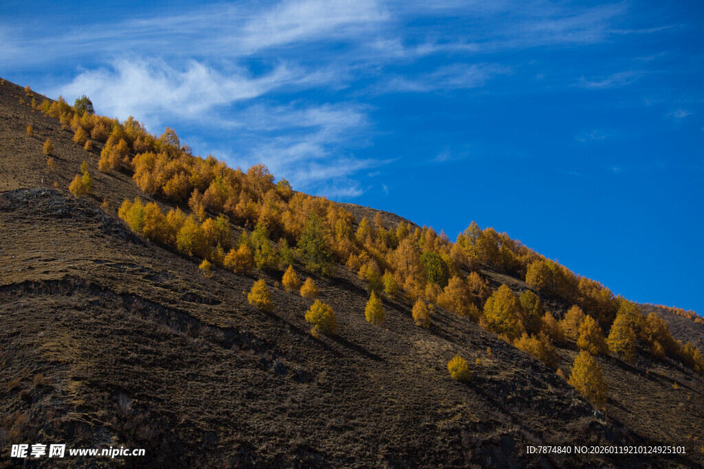 山坡上金黄树木与蓝天