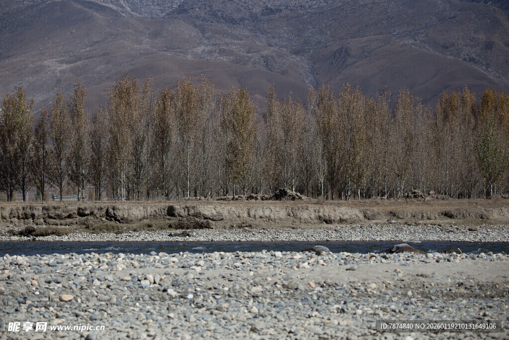 秋日河畔树林风景